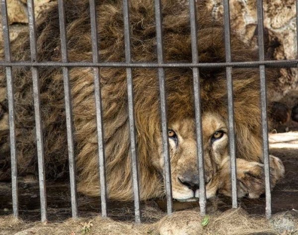 Сафари парк Краснодар 2021