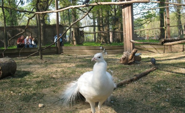 Солнечный остров Краснодар зоопарк