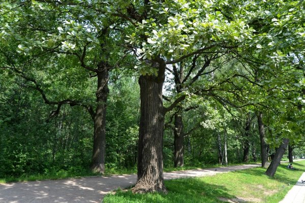 Терлецкий парк дубы