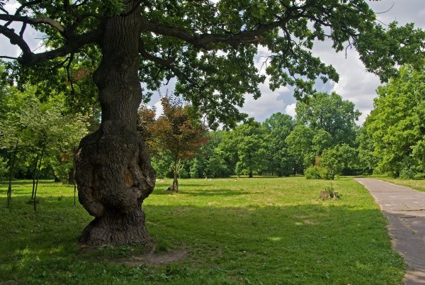 Ботанический сад Владыкино