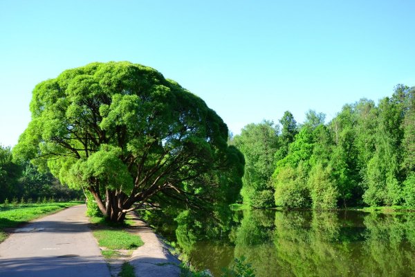 Ива брокколи