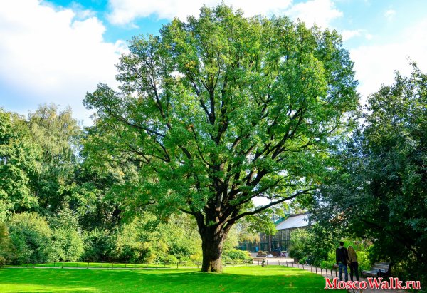 Черешчатый дуб в Аптекарском огороде