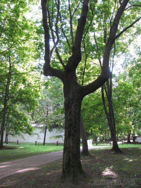 Деревья растущие в городе