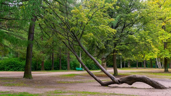 Санкт-Петербург парк деревья