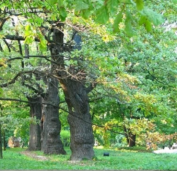 Дубовая роща в Коломенском