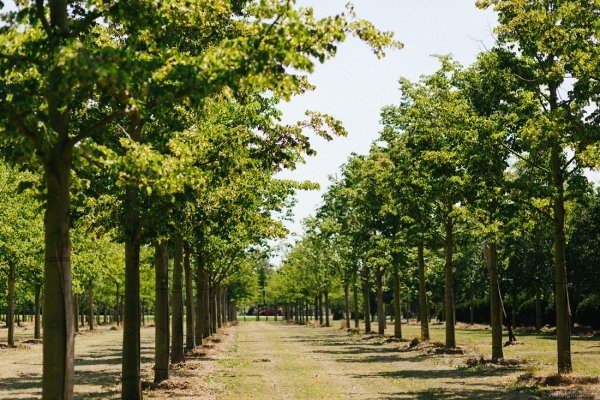 Липа мелколистная аллея