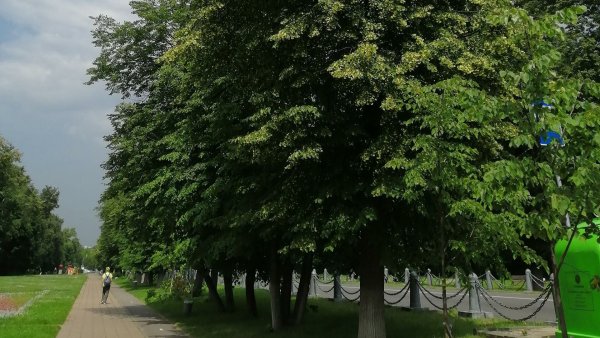 Липа мелколистная на набережной