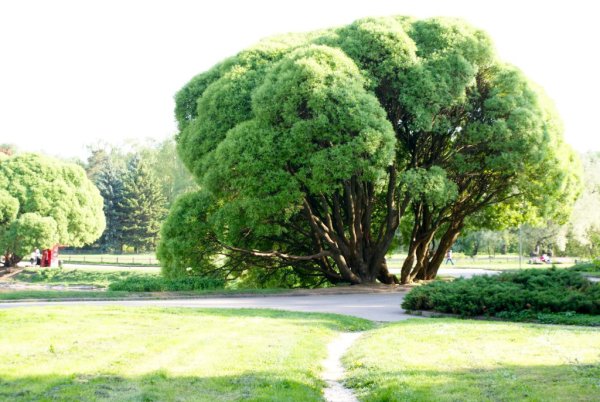 Красивые деревья в Москве