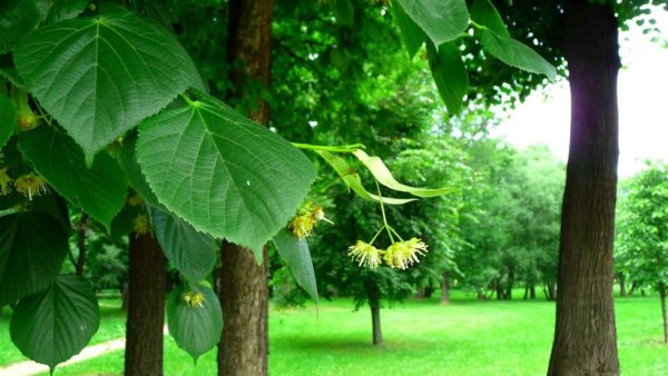 Липа разнолистная