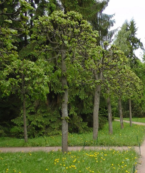 Южные лиственные деревья