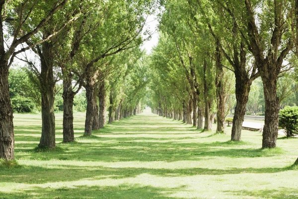 Аллея без деревьев