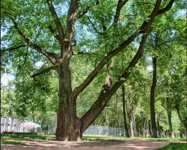 Дуб в парке культуры Калуга