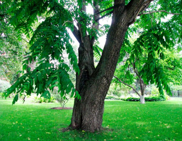 Орех маньчжурский (Juglans mandshurica)
