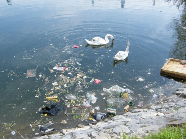 Загрязнение озер