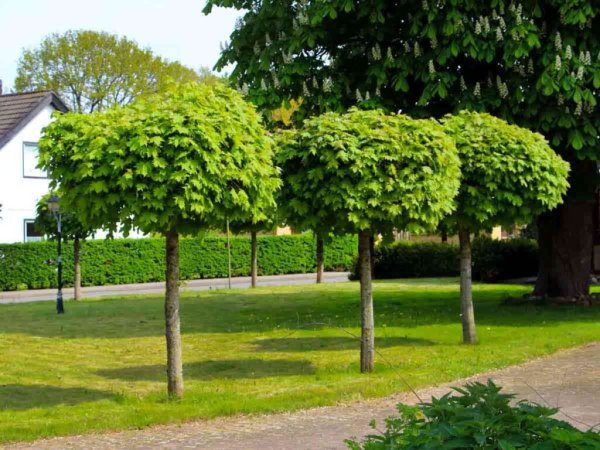 Клен остролистный Глобозум