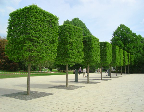 Липа мелколистная формованная