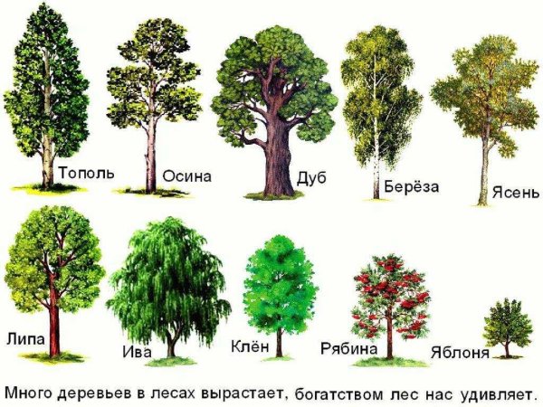 Клен дуб осина ясень
