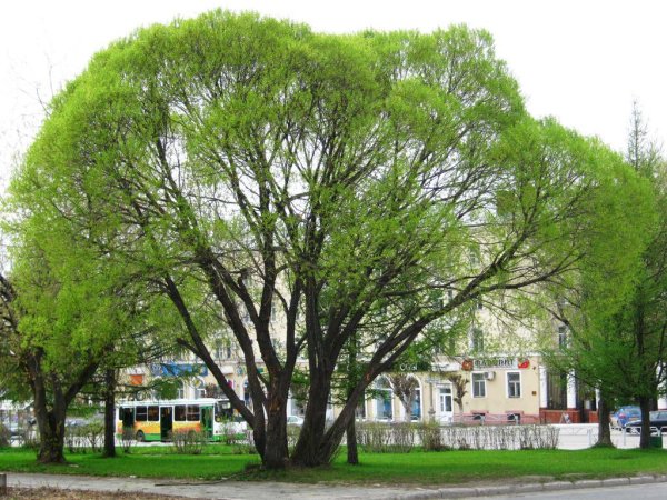 Деревья в городе