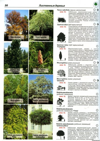 Название кустов и деревьев