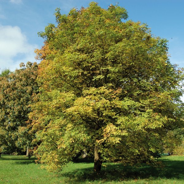Ясень обыкновенный Fraxinus Excelsior