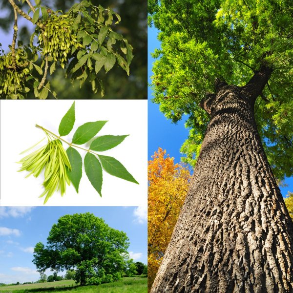 Ясень обыкновенный Крылатки