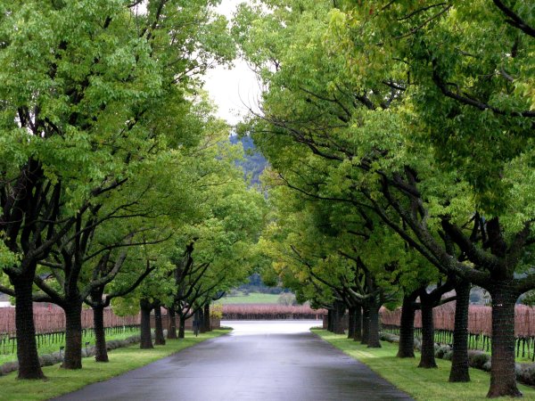 Деревья на улицах города