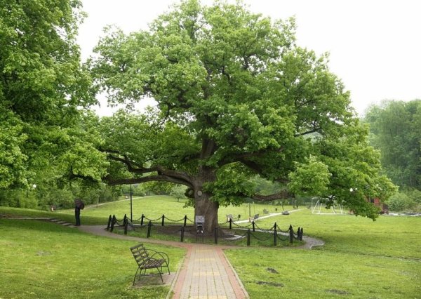 Дуб- долгожитель (поселок Дубовое)