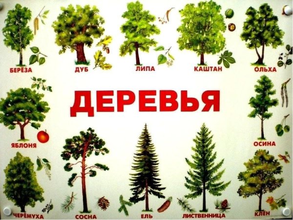 Название деревьев для дошкольников