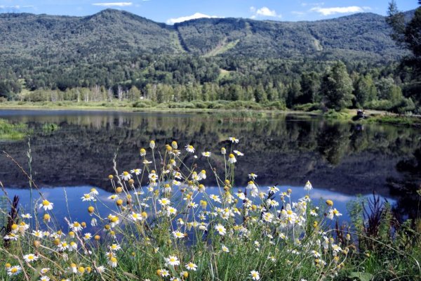 Ромашки горы озеро
