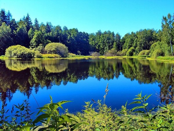 Зеркало природы