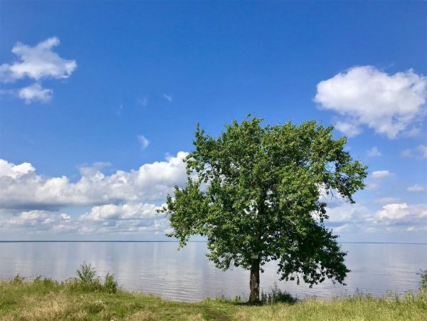 Озеро Ильмень Новгородская