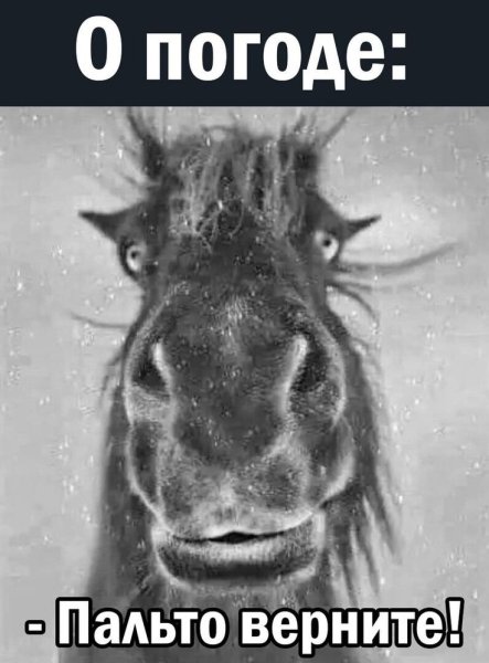 Пальто отдайте конь