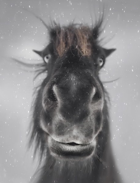 Конь в пальто прикол