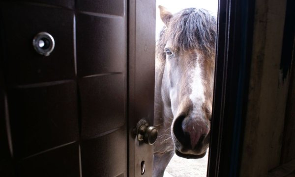 Лошадь заглядывает в дверь