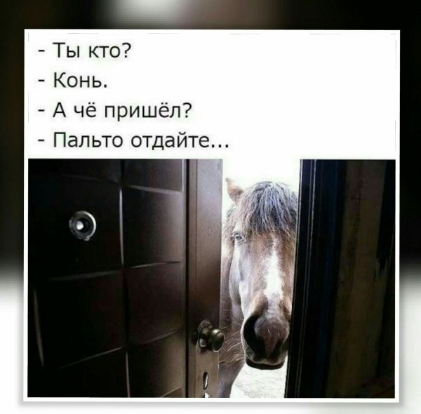 Конь в квартире