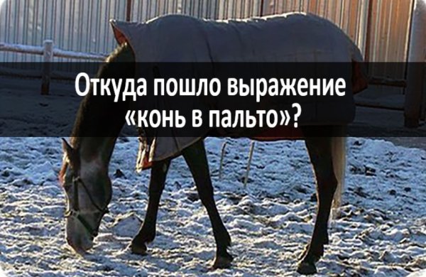 Откуда выражение конь в пальто
