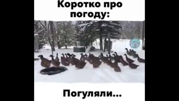 Коротко про погоду погуляли утки