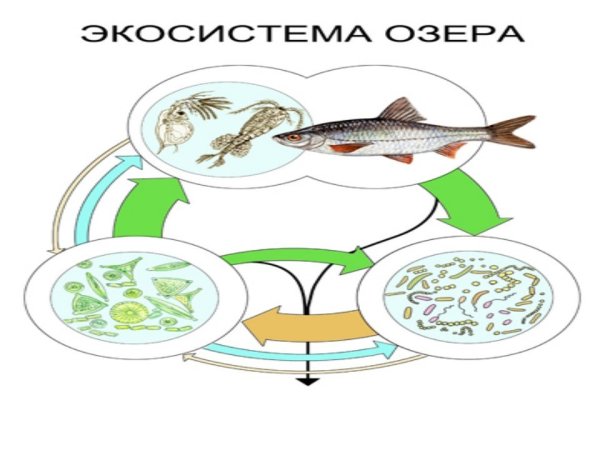 Круговорот веществ в сообществе водоема