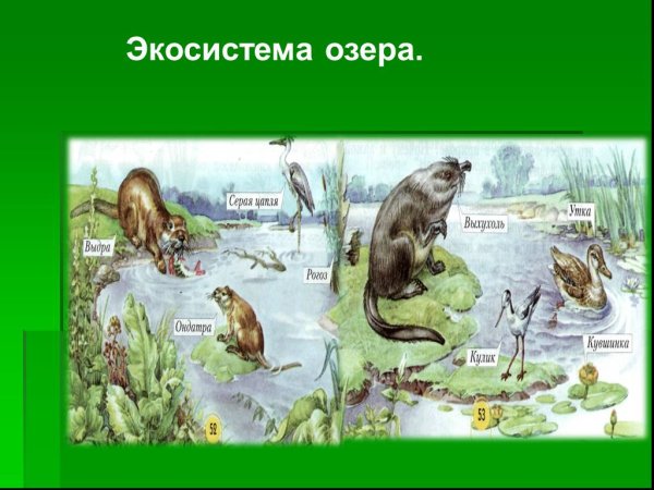 Экосистема лесного озера