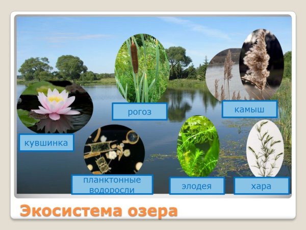 Производители озера