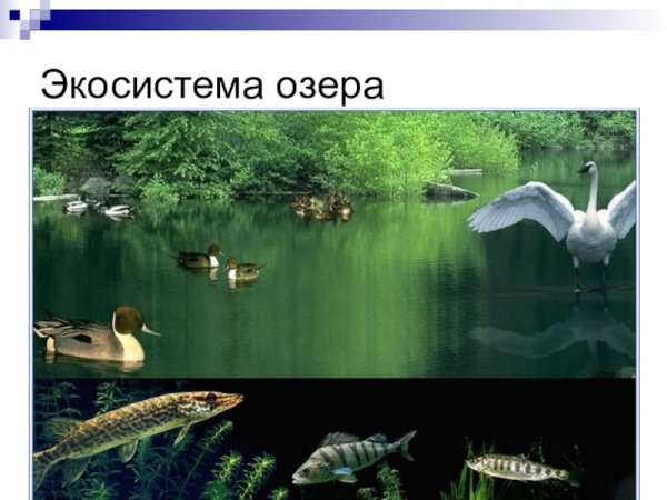 Экосистема озера