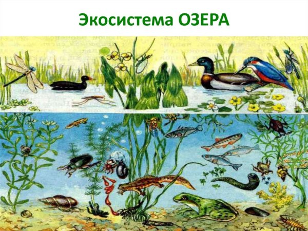 Биоценоз пресноводного пруда