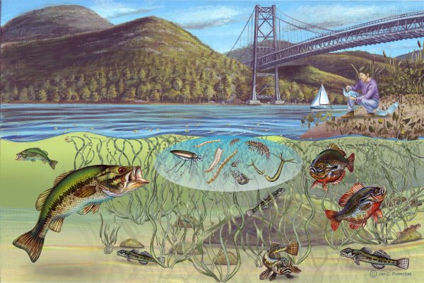 Биоценоз реки