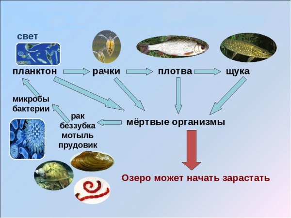Круговорот веществ водоема схема 3