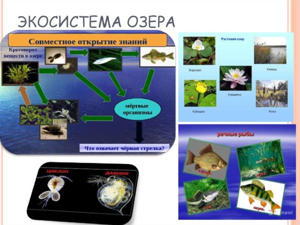 Экологическая система озера