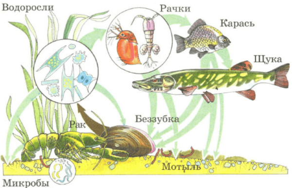 Круговорот веществ в сообществе водоема 3
