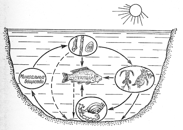 Схема круговорота веществ в водоеме
