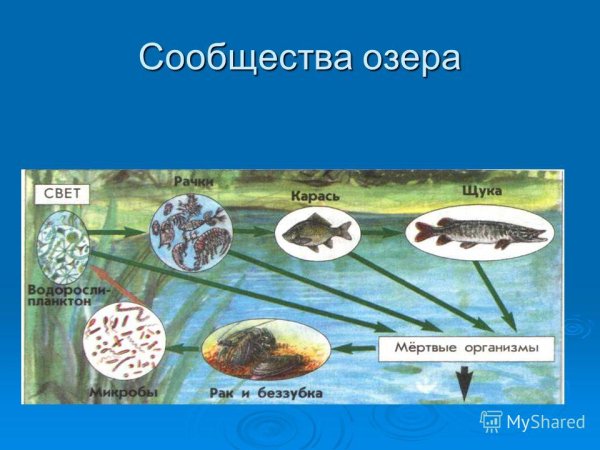 Круговорот веществ в сообществе водоема 3
