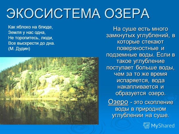Экосистема озера