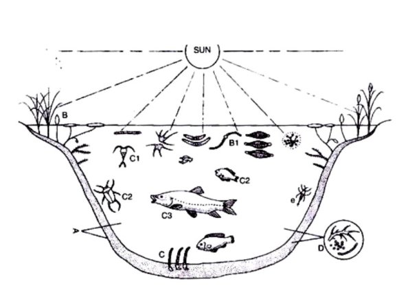Биогеоценоз пруда схема
